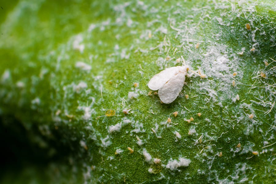 Protect Your Tropical Plants from Fig Whiteflies