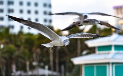 Bird Control Tips for Your Florida Home