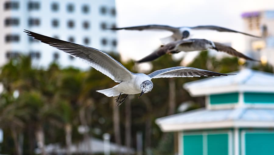 South Florida bird control and prevention