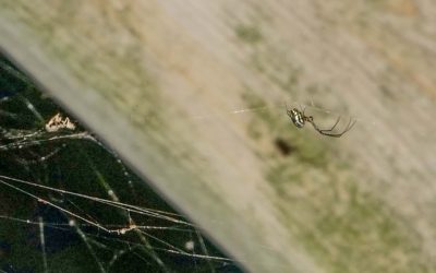 3 Popular South Florida Spider Species