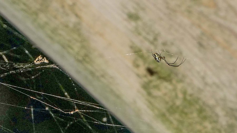 3 Popular South Florida Spider Species