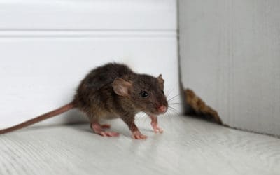 Top 3 Common Florida Rodents