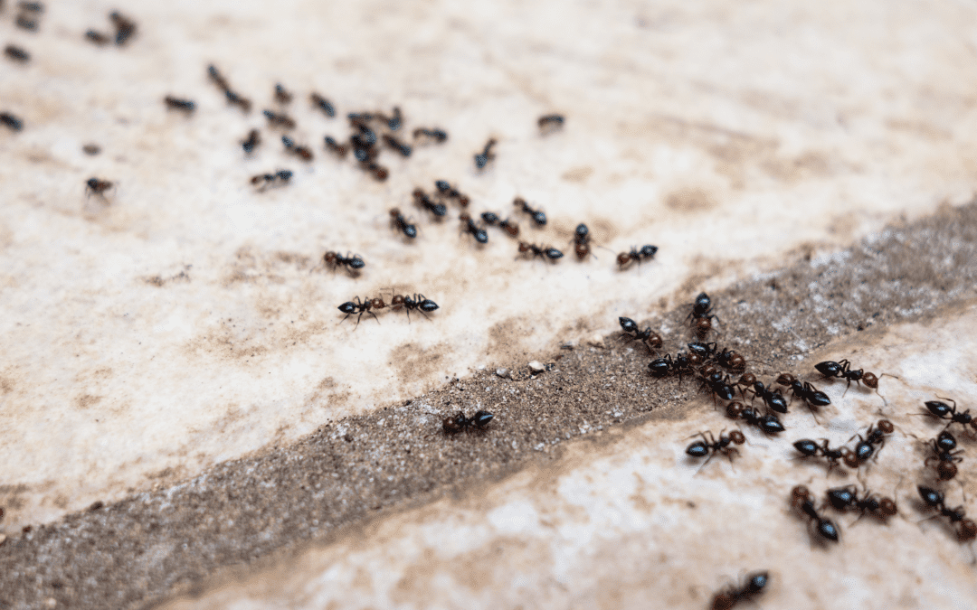 How to Get Rid of Ants Outside of Your Home