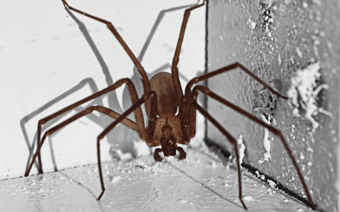 Identify and Prevent Brown Recluse in Your Tennessee Home