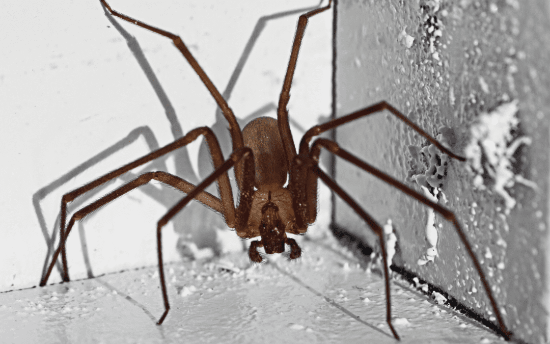 Brown recluse