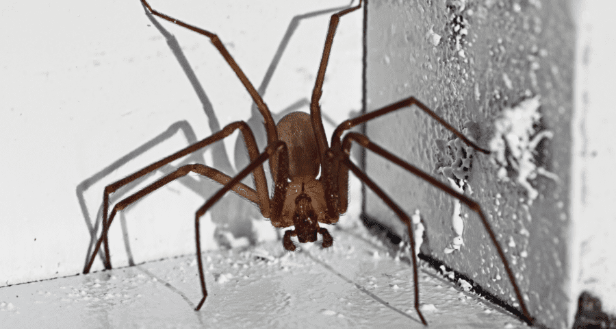 Brown recluse