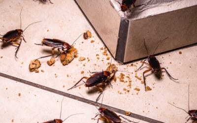 How Do Cockroaches Get Into the House?