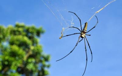 Orb Weavers: What You Need to Know