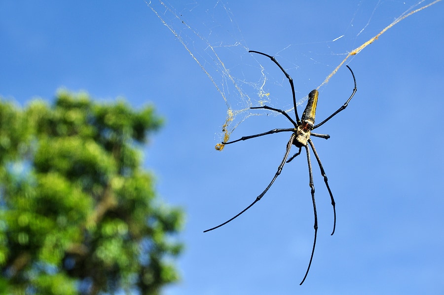 Orb Weavers: What You Need to Know