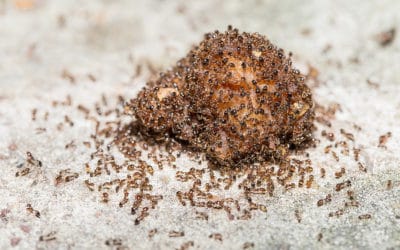 Common Ants Invading Your South Florida Home