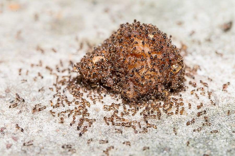 South Florida ant control