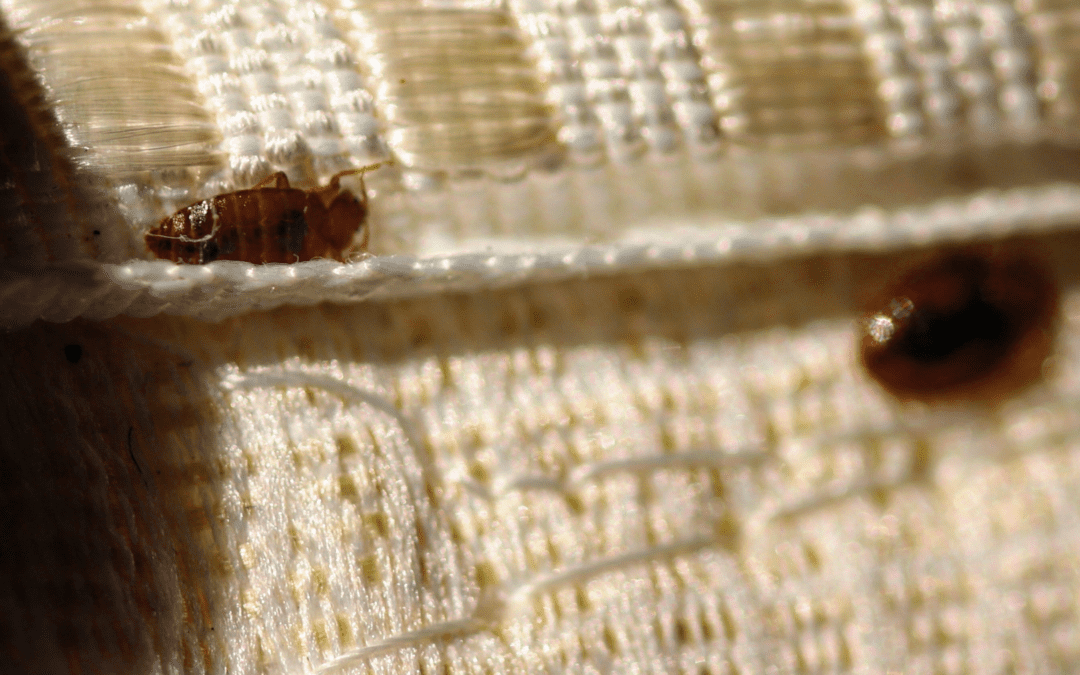 You Brought Bed Bugs Home, Now What?