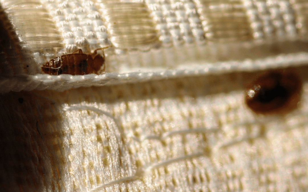 bed bugs