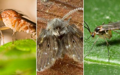 Fruit Flies, Drain Flies, and Gnats, Oh My…