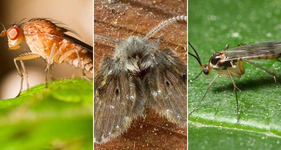 What Do I Know?: Tiny Black Bugs - Fruit Flies or Fungus Gnats?