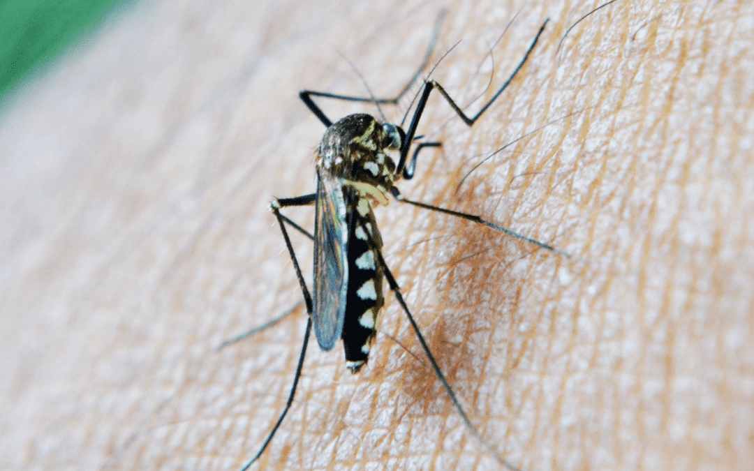 Are Mosquitoes Still Active in the Fall?