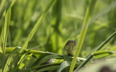 7 Natural Ways to Keep Snakes Away