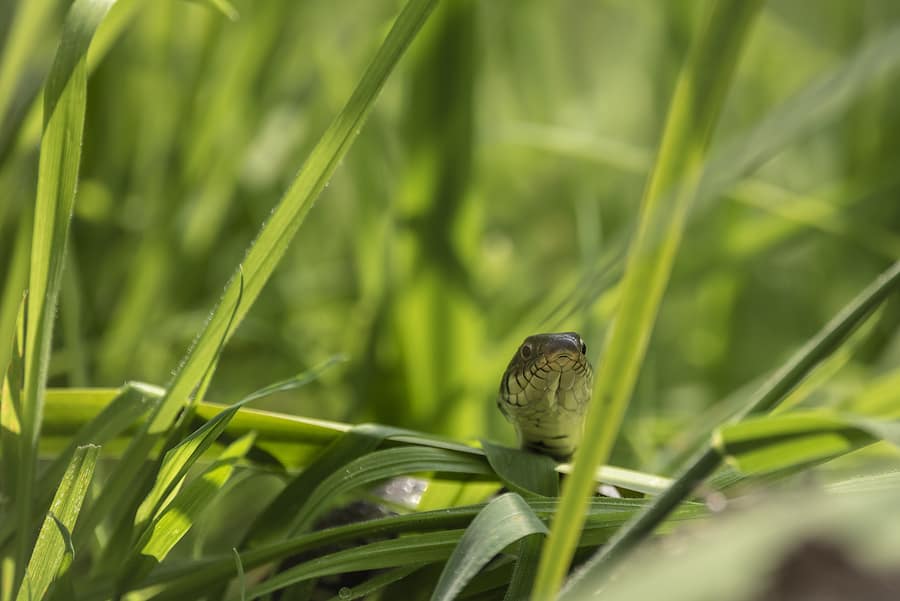 natural snake repellent