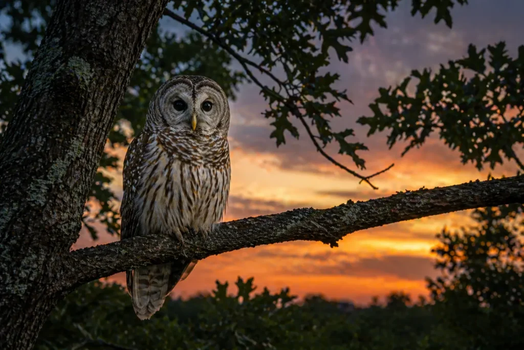 A barred owl in a Georgia oak — a natural snake predator that helps keep yard populations in check.