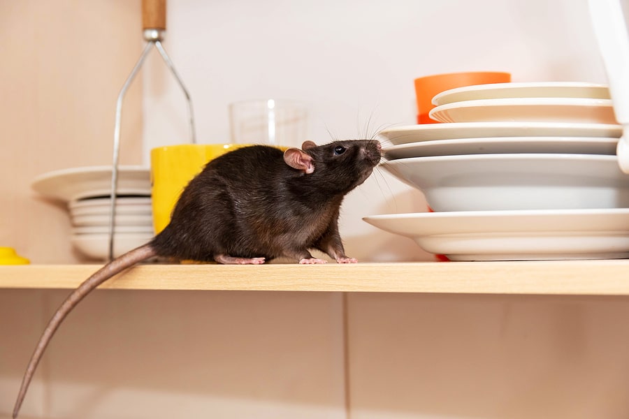 Rat vs Mouse: What’s the Difference?