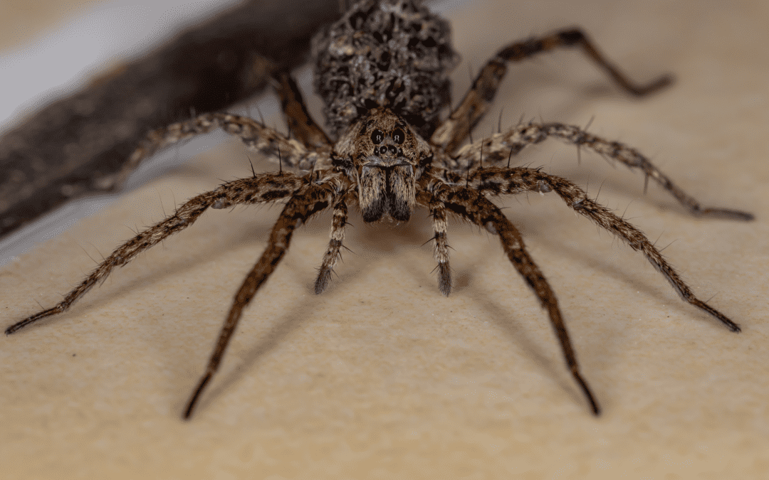 The common spiders of the United States. Spiders -- United States