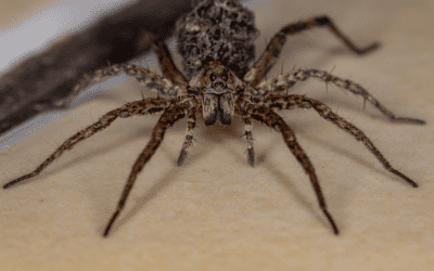 Fall Spider Identification Guide
