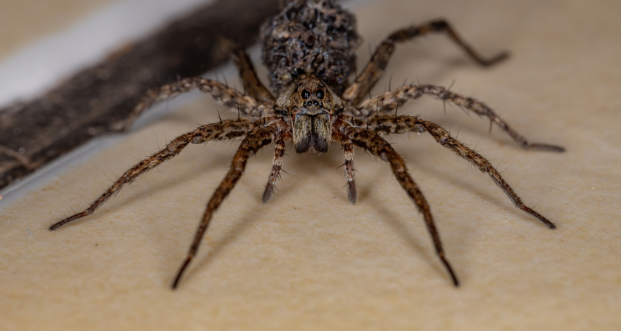 Wolf Spider Bite: Pictures, Treatment, Symptoms, and More