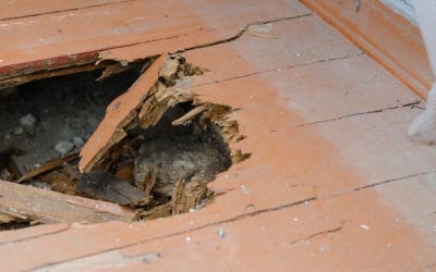 6 Signs of Subterranean Termites