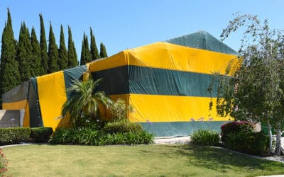What’s Attracting Termites to my South Florida Home?