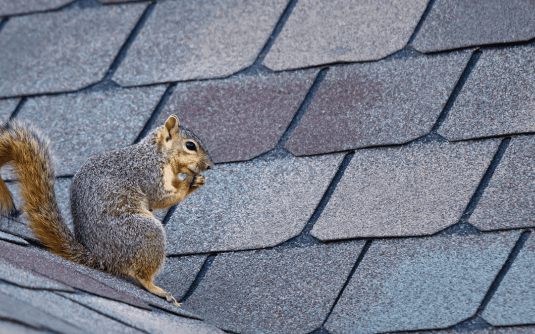 Wildlife to Look Out for This Fall