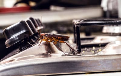 American Cockroaches: How To Identify and Prevent