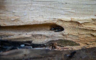 3 Reasons You Need Ant Control in Ft. Myers