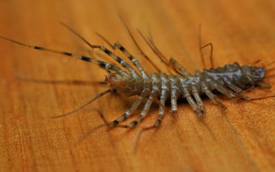 What Attracts Centipedes To Your Home?