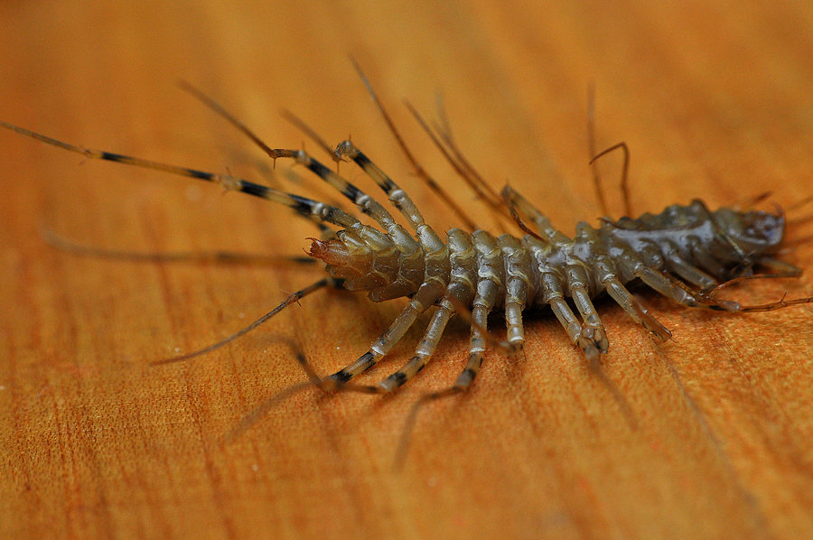 Major Difference of House Centipede & Silverfish