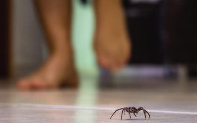 9 Common Spiders To Look Out For This Fall