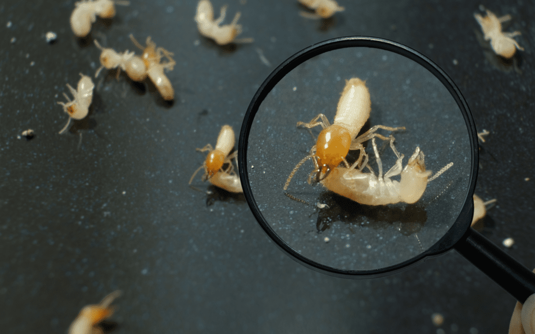 Drywood Termites