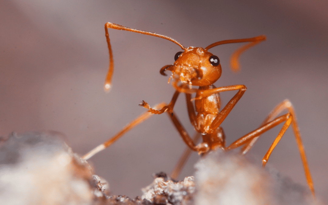 Fire Ants