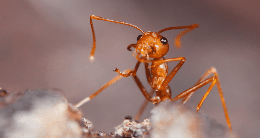 Fire Ants