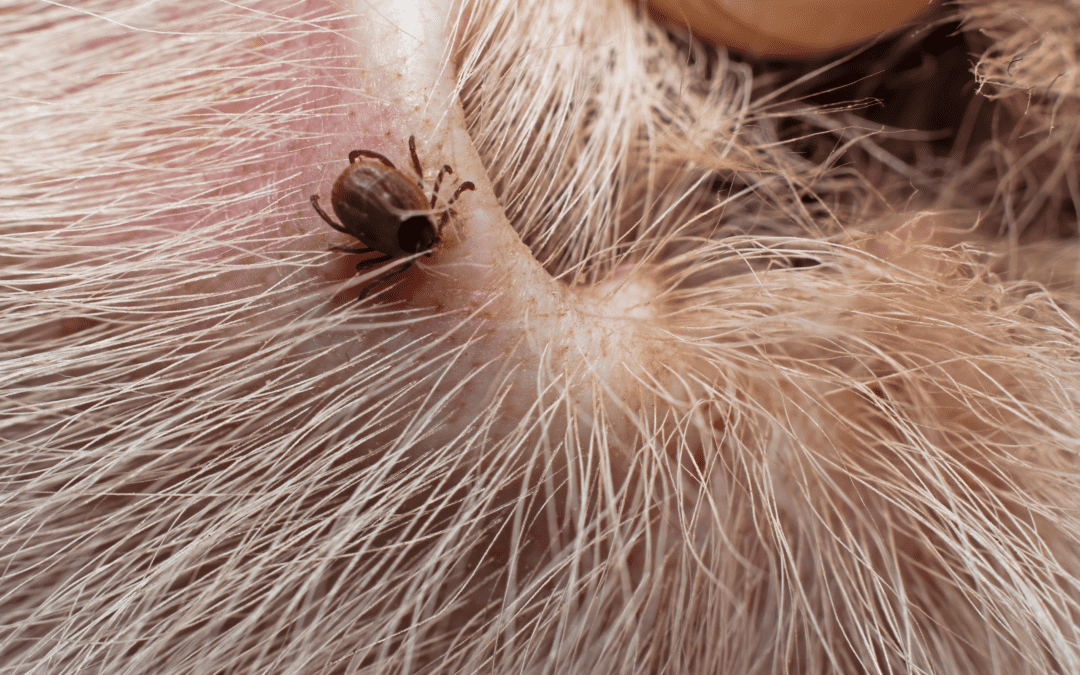 How To Identify Fleas & Ticks in South Florida