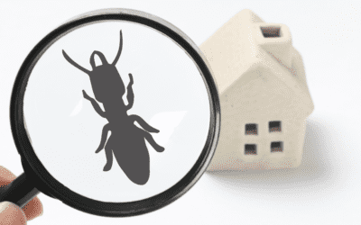 How Long Until I See Pest Control Results in Fort Myers?