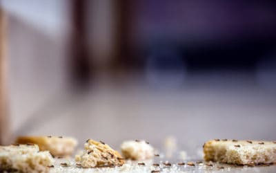 5 Reasons You’re Attracting Pests To Your Bonita Springs Home
