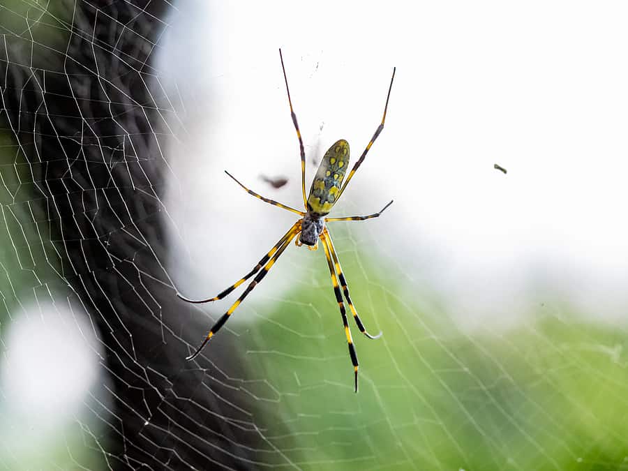 Joro Spider