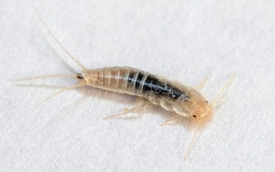 How Do I Know I Have Silverfish In My Naples Home?