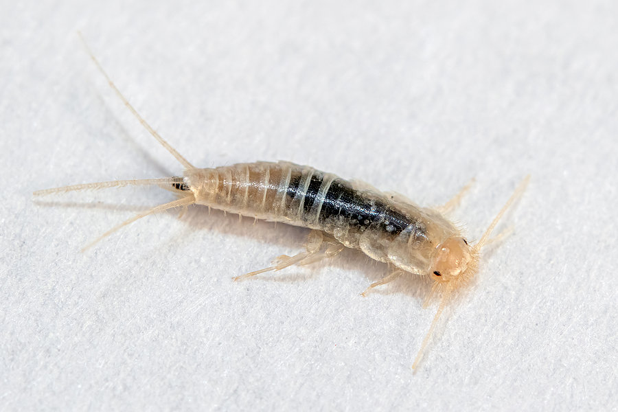 silverfish in my living room