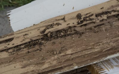 Termite Control Basics for Your Naples, FL Home