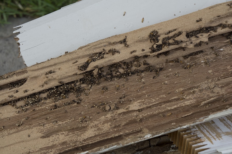 Termite Control Basics for Your Naples, FL Home