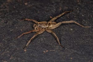 Wolf Spider