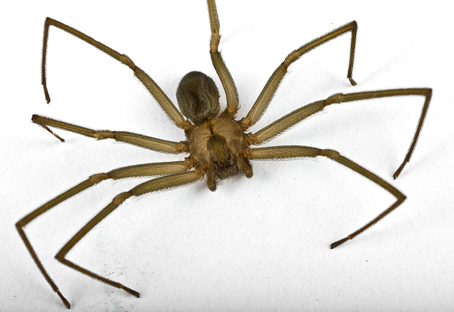 Brown recluse