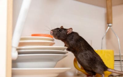 Popular Rodents in Miami