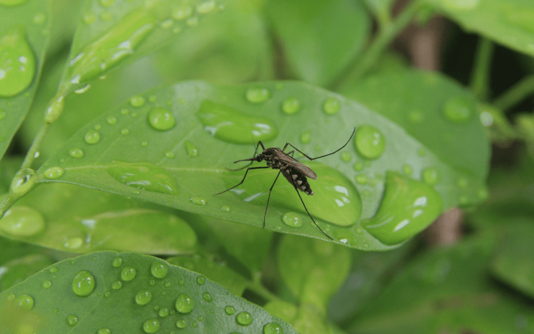 When Should I End Mosquito Treatments in Naples?